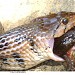 ADAK Fish Farm Poyya in Kodungallur city
