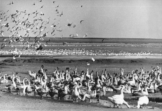 Poultry farm