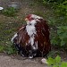Бывший скотный двор в городе Москва