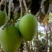      GOLDSTAR    AGRO    HI-TECH   SERVICES   PVT.  LTD in Panaji city