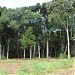 Pinus (en) na Palmeira city