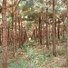 Pinus (en) na Palmeira city