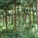 Pinus (en) na Palmeira city