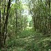 Pinus (en) na Palmeira city