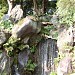 Waterfall - East Garden Imperial Palace in Tokyo city