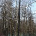 Сохранившиеся восемь деревянных столбов линии электропередач в городе Москва