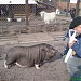 Заброшенный детский парк чудес «Ритейл-Парк» с мини-зоопарком в городе Москва