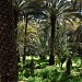 واحة العين في ميدنة مدينة العين 