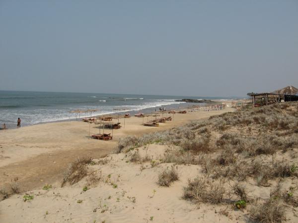 Morjim Beach, Goa: famous Turles on beach