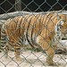 Zoológico de Bauru na Bauru city