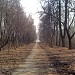 Аллея на бывшей трассе Рублёвского шоссе в городе Москва