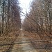 Аллея на бывшей трассе Рублёвского шоссе в городе Москва