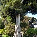 Los Jardines de Murillo en la ciudad de Sevilla