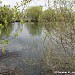 Щербинские (Милицейские) пруды в городе Москва