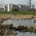 Lake with gulls in Kyiv city