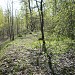 Насыпь не построенной железной дороги в городе Киев
