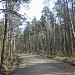 Rzhevsky Forest Park in Yanino-1 city