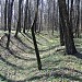 Остатки линии обороны Москвы в городе Москва