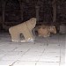 Базарная площадь в городе Баку