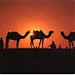 Krishna Tour and Travels (Chinmay Dixit) - Best Tour Operator in Udaipur Rajasthan India in Udaipur city