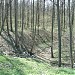 Долина левого притока реки Сосенки в городе Москва