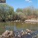 Заболоченный пруд в городе Москва