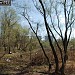 Правобережная долина р. Яузы с водоёмом (остатки старого русла р. Яузы) в городе Москва