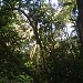 Parque Florestal São Francisco de Assis na Varginha city