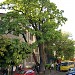 Древний дуб в городе Киев