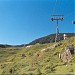 Auli