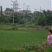 Vegetables nursery in Hai Phong city