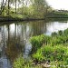 Приустьевый участок ручья, впадающего в реку Клязьму в городе Долгопрудный
