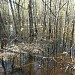 Swamp
