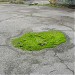Hotspot of moss in Prypiat city