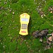 Hotspot of moss in Prypiat city