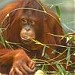 Bornean Orang Utans in Dublin city