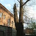 Сохранившийся огромный вековой тополь в городе Москва