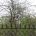 Остатки яблоневых садов в городе Москва