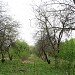 Остатки яблоневых садов в городе Москва
