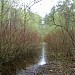 Swamp