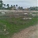 Cemetery Owl in Tripoli city
