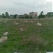 Cemetery Owl in Tripoli city