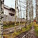 Берёзовая аллея (Нетужиловка) в городе Мурино