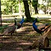 Park in Buftea city