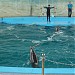 Дельфинарий «Морская Звезда» в городе Сочи