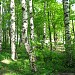 Муринский парк в городе Мурино