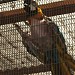 Bird Sanctuary in Los Angeles, California city