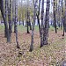 Mažeikių senamiesčio parkas yra Mažeikiai mieste