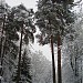 Mažeikių senamiesčio parkas yra Mažeikiai mieste