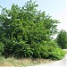 Fekete eperfa (Morus nigra) in Budapest city